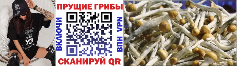 где продают наркотики  Мирный  Галлюциногенные грибы GOLDEN TEACHER 